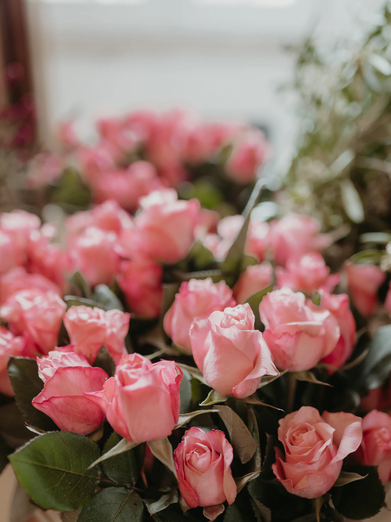 Rosas Personalizadas