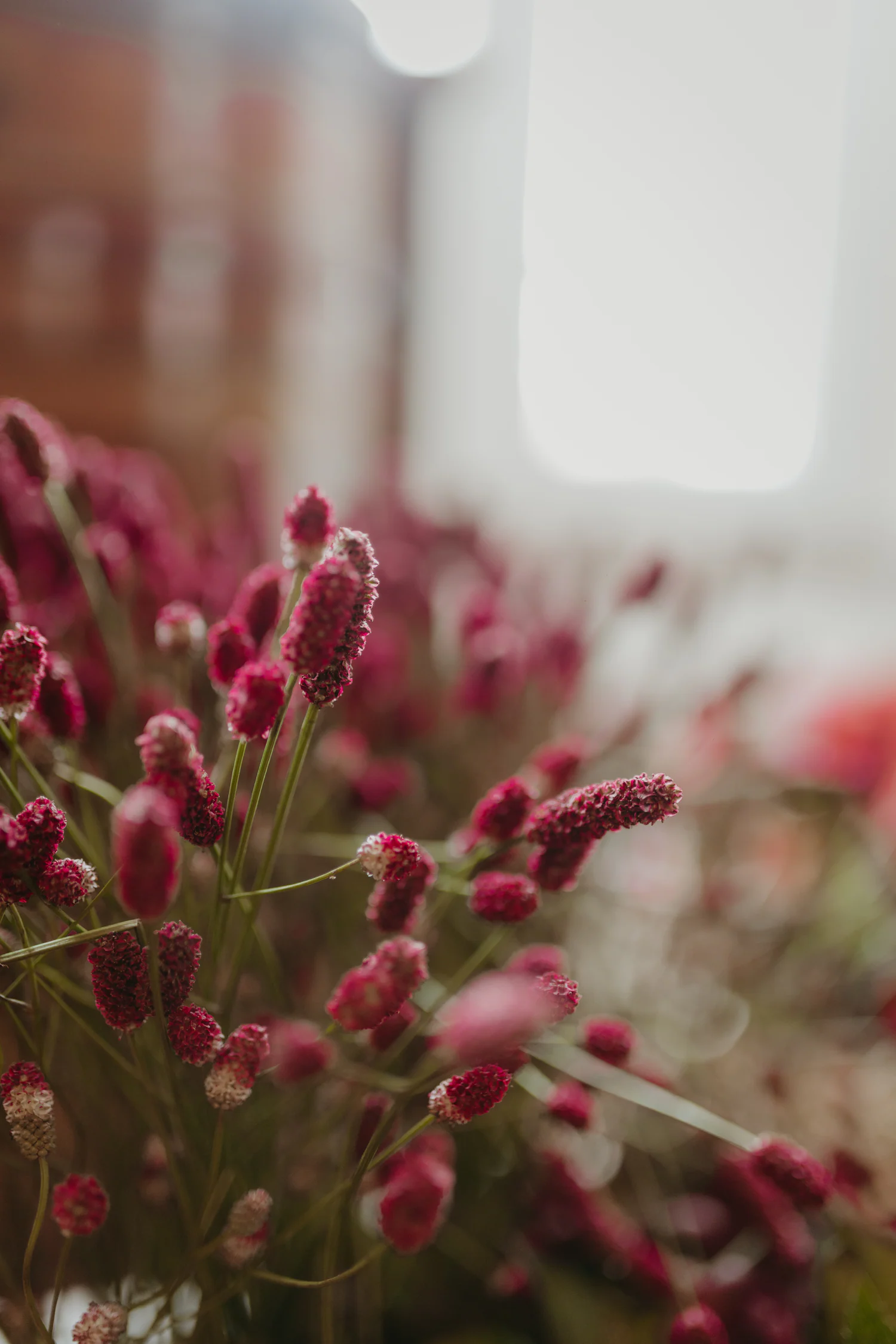 Texturas florais em tons de rosa e ameixa sobre uma mesa de celebração