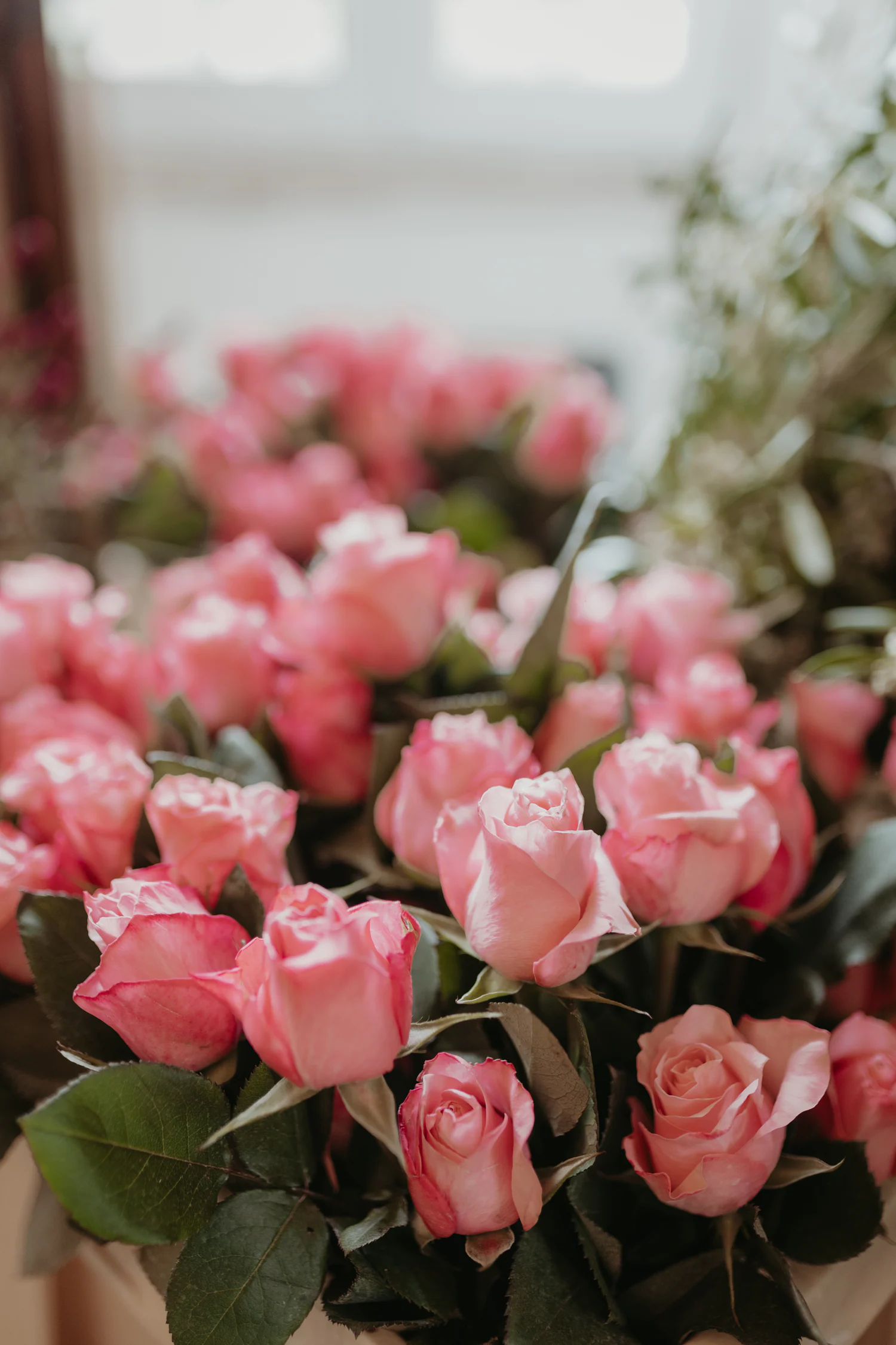 Rosas cor-de-rosa preparadas para um workshop floral