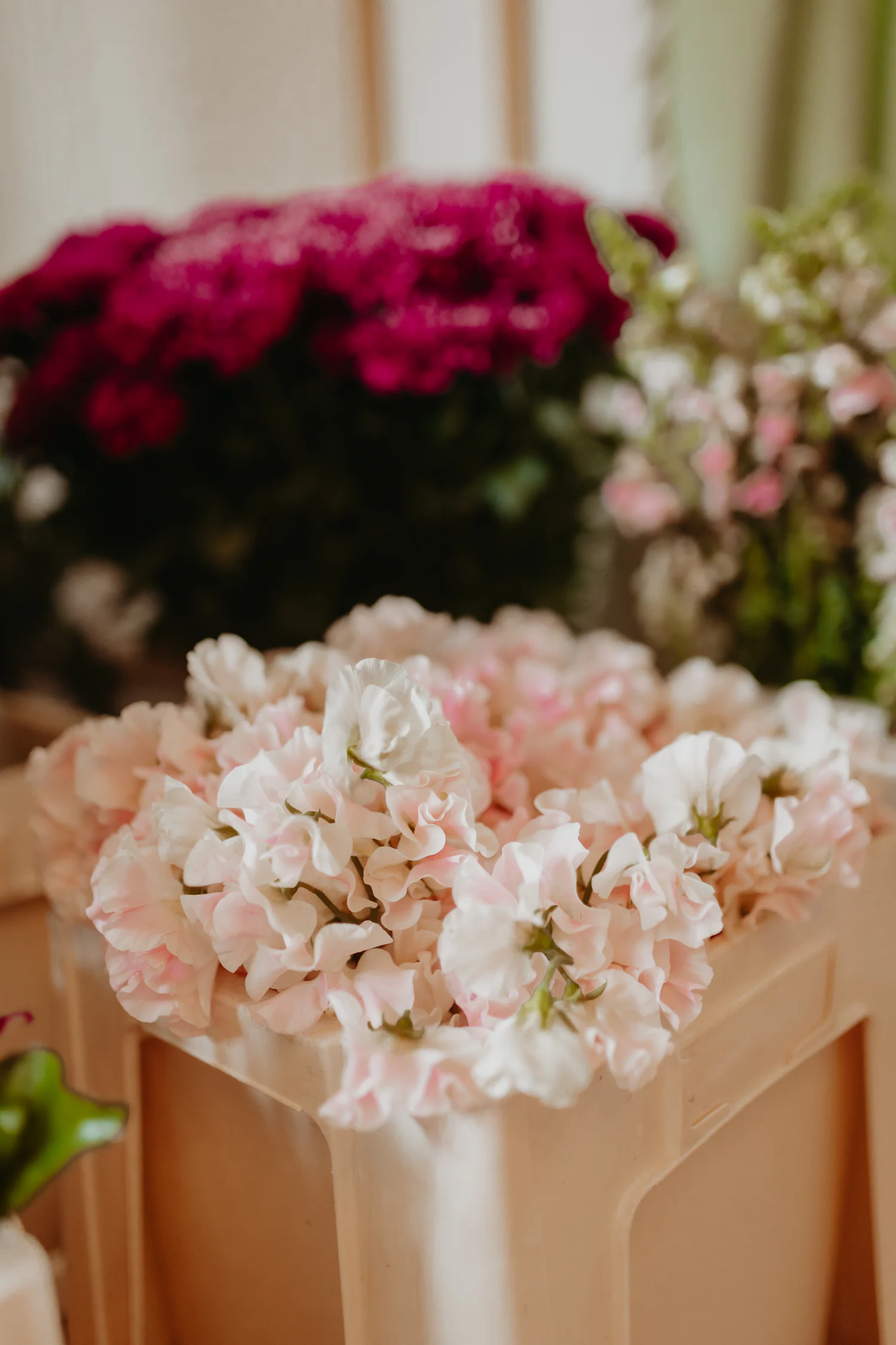 Hortênsias cor-de-rosa apresentadas numa caixa de madeira